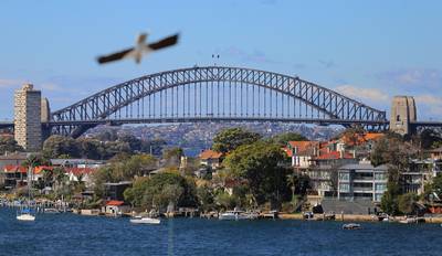 A seagull flies over the Sydney Harbour Bridge and the residential properties line the Sydney suburb of Birchgrove in Australia, August 16, 2017.  REUTERS/Steven Saphore