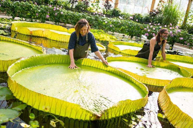 Botanical artist Lucy Smith and horticulturist Carlos Magdalena examine the leaves of the new species of giant water lily. PA