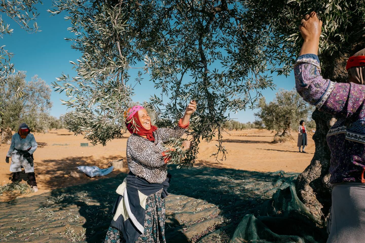 Many of the women and men who harvest the olives are part of families who have produced Tunisia's olive oil for generations. Erin Clare Brown / The National