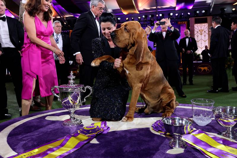 Trumpet the bloodhound, with his handler Heather Helmer, after winning Best in Show at the 146th Westminster Kennel Club Dog Show at the Lyndhurst Estate in Tarrytown, New York. Reuters