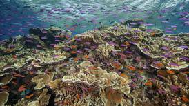 Even 1.5°C of global warming will be ‘catastrophic’ for coral reefs
