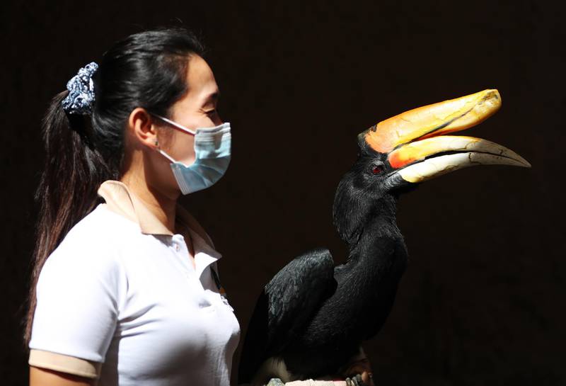 A trainer performs with her Hornbill during the bird show at Dubai Safari Park.  EPA