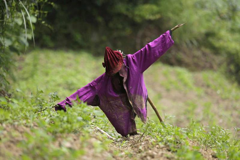 A scarecrow stands in a field at Heshan village in Shimen county. Jason Lee / Reuters