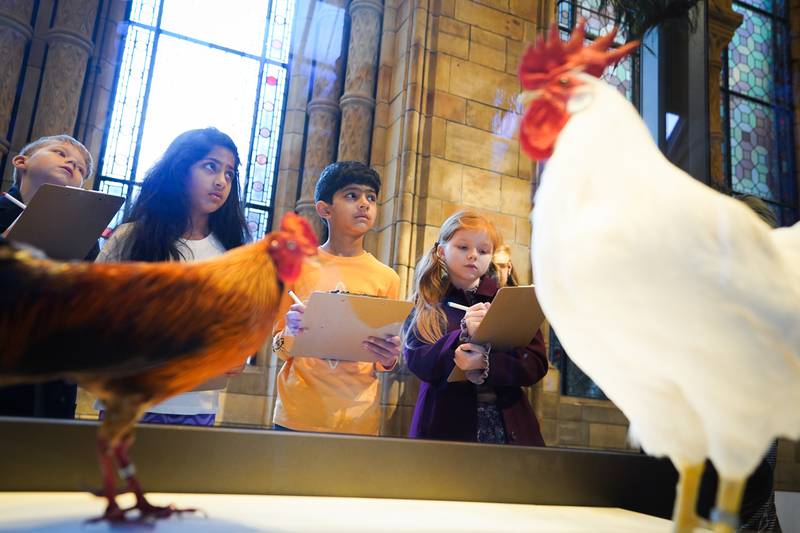 Children draw at the Natural History Museum for the launch of The Wild Escape, a major national campaign led by the Art Fund against threats to the UK's natural environment. PA