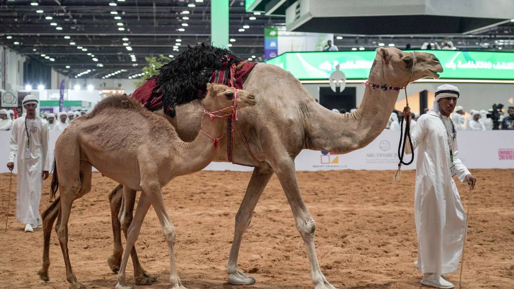 Camels sell for Dh1.2 million at auction in Abu Dhabi