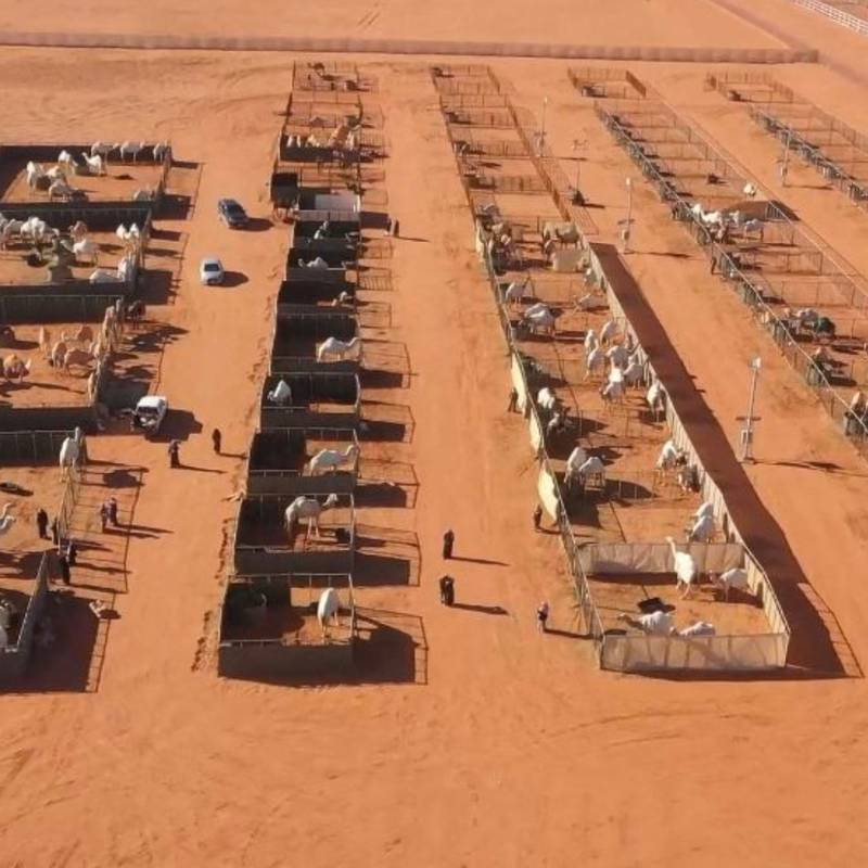 In einem Wüstenhotel für Kamele in Saudi-Arabien