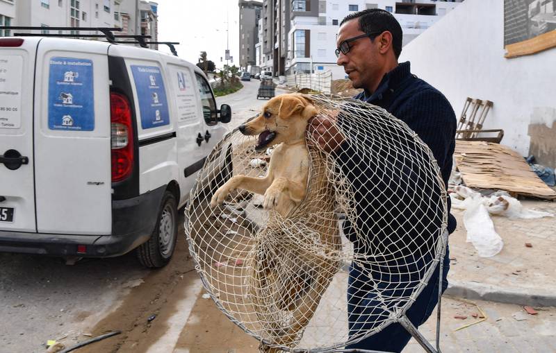Another problem posed by strays is rabies. Authorities in Tunis say they want to vaccinate up to 80 per cent of strays in the capital, and have distributed anti-rabies jabs to municipalities free of charge.
