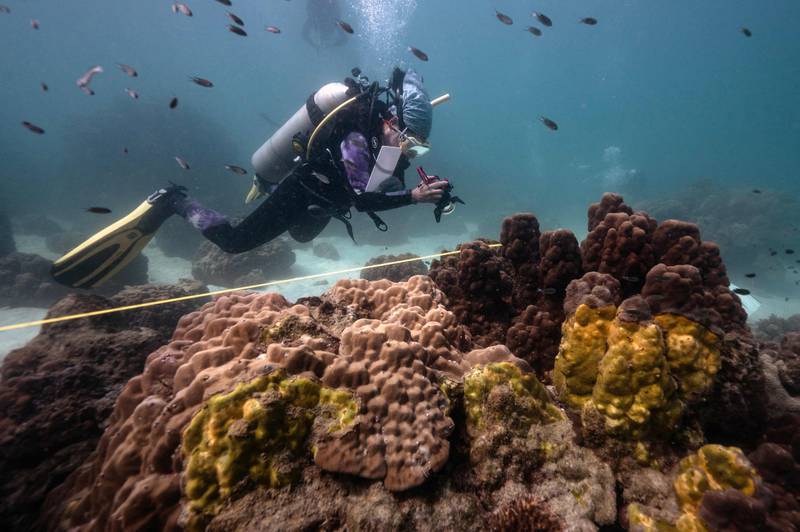 Thai scientists are studying an infectious disease that is killing corals and threatening the local tourist economy. AFP