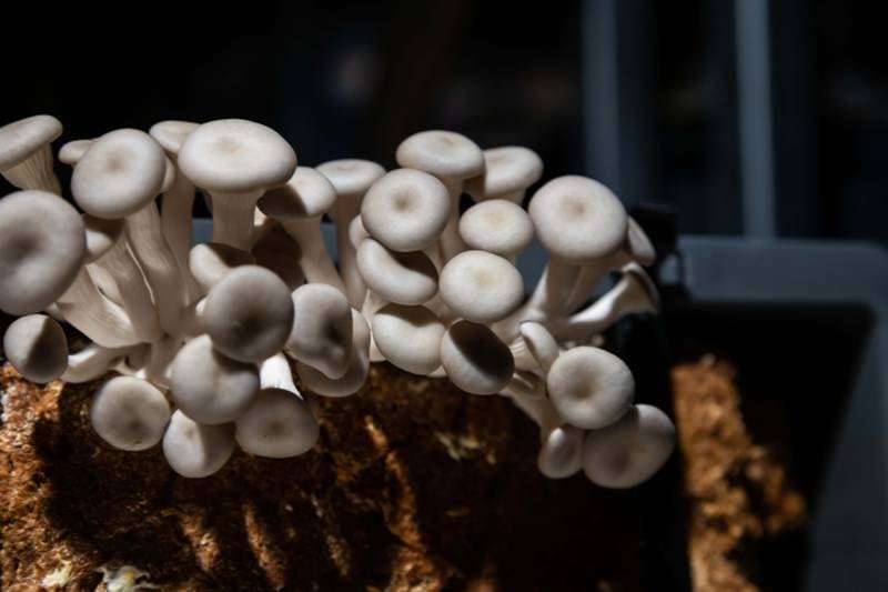 Oyster mushrooms are organically grown within the nursery inside the pavilion. Photo: Netherlands Pavilion Expo 2020 Dubai