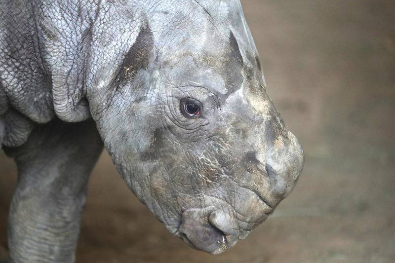 This newborn rhino was named Sudan. Courtesy Al Ain Zoo