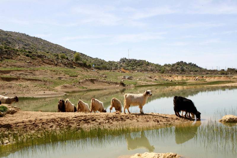 Goats drink from a pond on the edge of the disputed Shebaa Farms area claimed by Lebanon August 25, 2008. The Beirut government challenges the United Nations "Blue Line" between Lebanon and the Israeli-occupied Golan Heights -- which runs right through the pond. Picture taken August 25, 2008. To match feature LEBANON-ISRAEL/SHEBAA   REUTERS/ Karamallah Daher (LEBANON)
