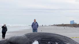 Humpback whale washes ashore on New Jersey state park