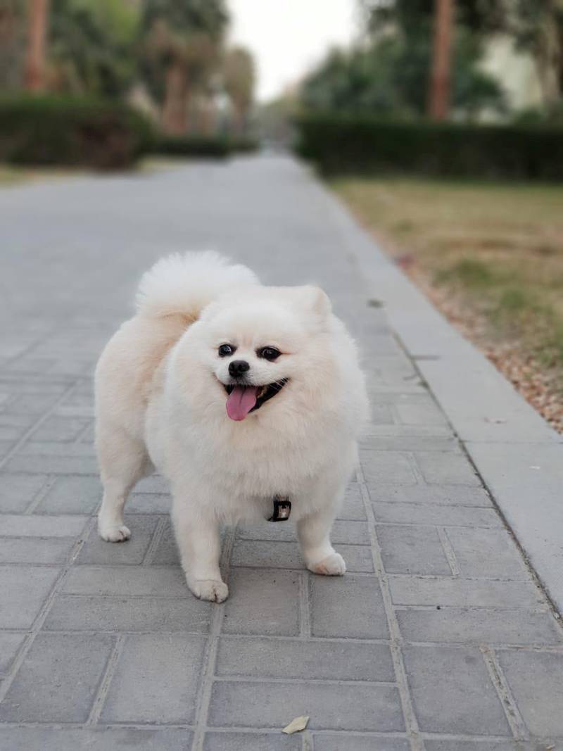 Snoopy, a Pomeranian, died of hypoxia while flying with Emirates, according to his owner. Cliff Rozal