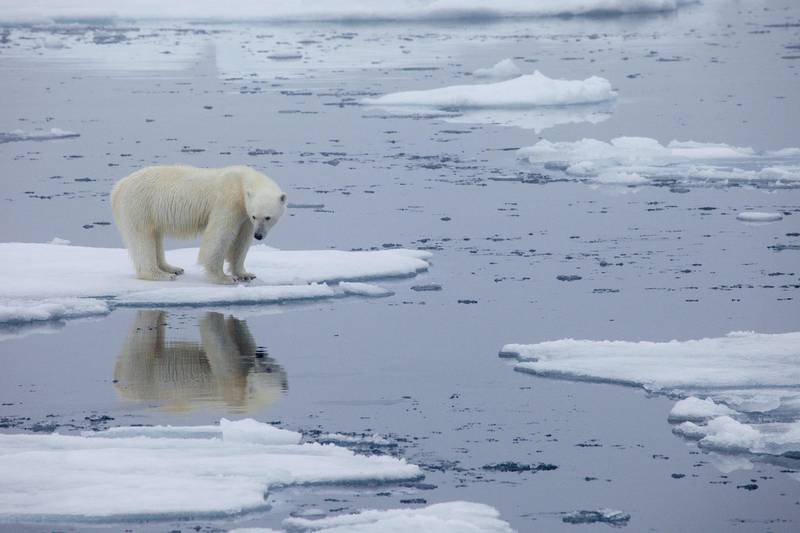 A polar bear stands on melting sea ice in Svalbard, Norway. AFP
