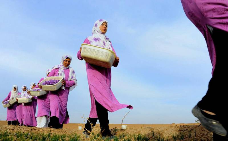 Female Afghan workers carry picked saffron flowers in baskets to be delivered for cleaning.