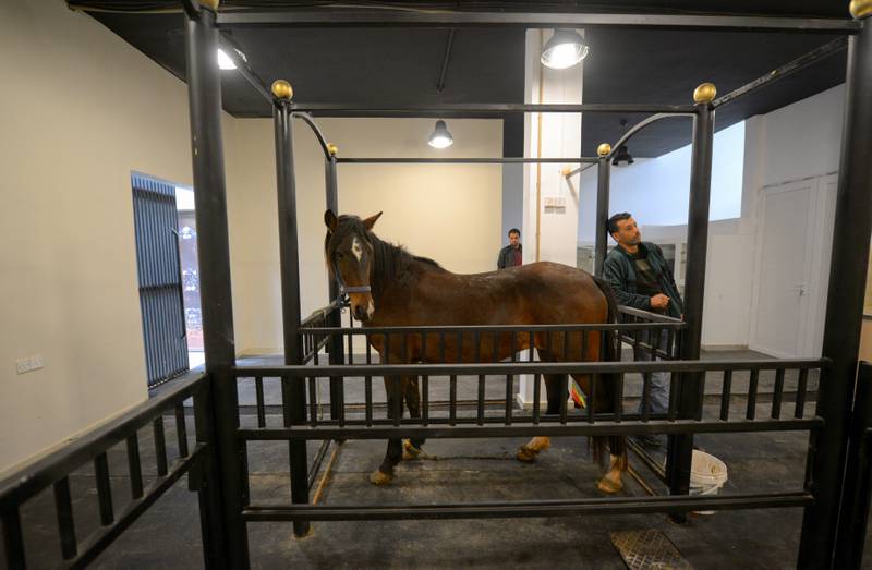 An owner waits for a medical check on his pregnant horse.