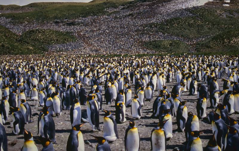 A king penguin colony on Heard Island and McDonald Islands, Australia, which takes a two-week boat journey from the mainland to reach. Getty Images
