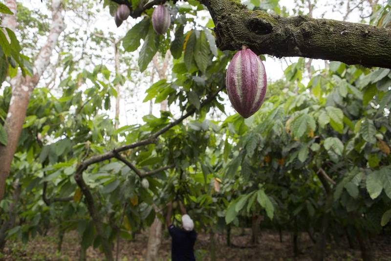 Cocoa was the best performing commodity in the US in May. Susana Gonzalez / Bloomberg