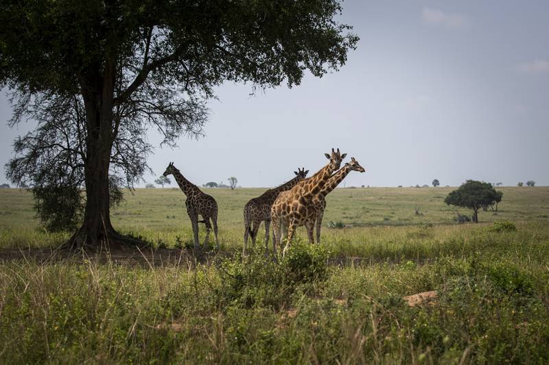 Giraffes stand by the shade of a tree in Murchison Falls National Park, Uganda. Photo: AP