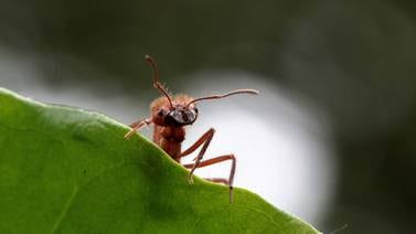 An image that illustrates this article World's ants number about 20 quadrillion, scientists say