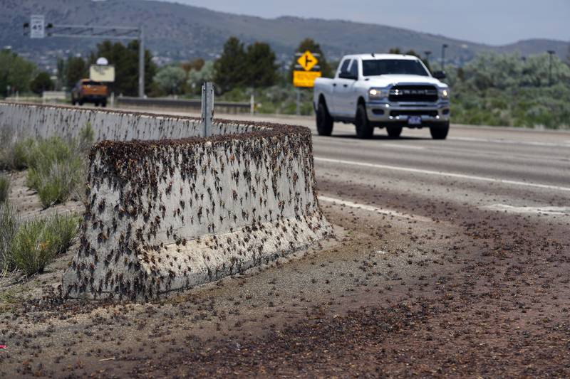 Crickets invade US town as residents fight back with brooms and leaf