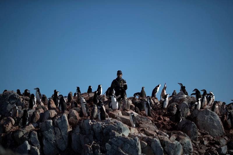 Steve Forrest, a scientist, counts the number of chinstrap penguins in a colony standing on Anvers Island, Antarctica. REUTERS