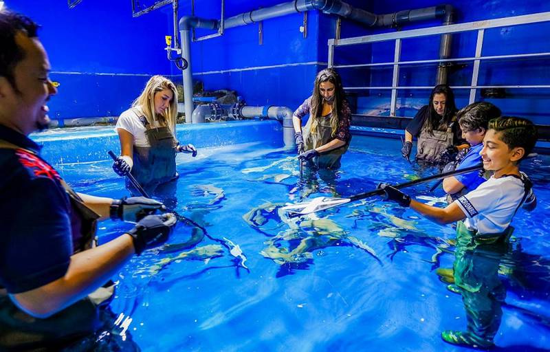 Courtesy Dubai Aquarium & Underwater Zoo 