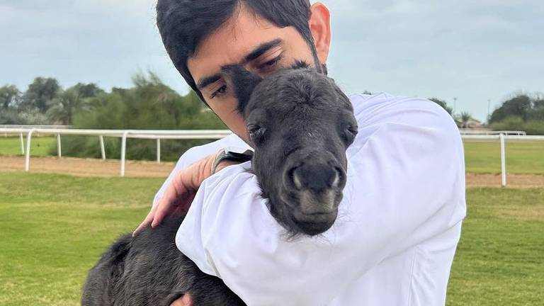An image that illustrates this article Sheikh Hamdan asks for help naming adorable baby pony