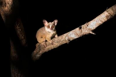 The bushbaby in its natural habitat. Getty 
