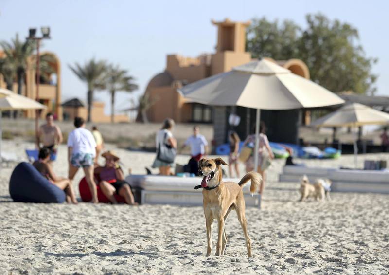 Dubai, United Arab Emirates - Reporter: Hayley Skirka. Features. DubaiÕs dog-friendly Flopser Beach near Al Jazira Bungalows in Ghantoot officially launches. Friday, October 16th, 2020. Dubai. Chris Whiteoak / The National