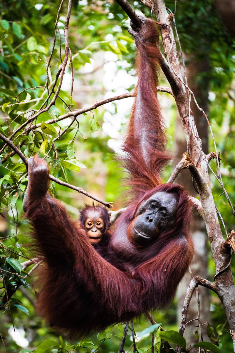 See wild Borneo orangutans being rehabilitated in East Kalimantan. Unsplash