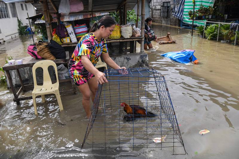 A resident saves a chicken in the aftermath of Super Typhoon Noru in San Ildefonso, Philippines. AFP