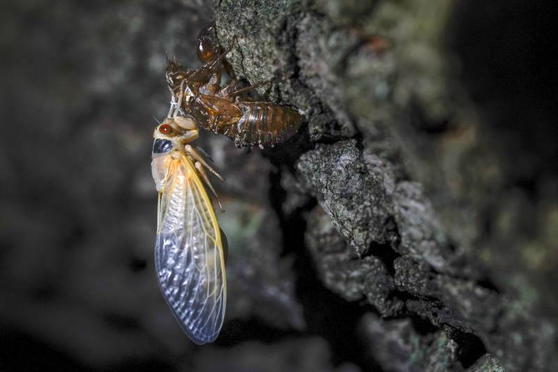 An adult cicada rests after shedding its nymphal skin, on the bark of an an oak tree. AP Photo