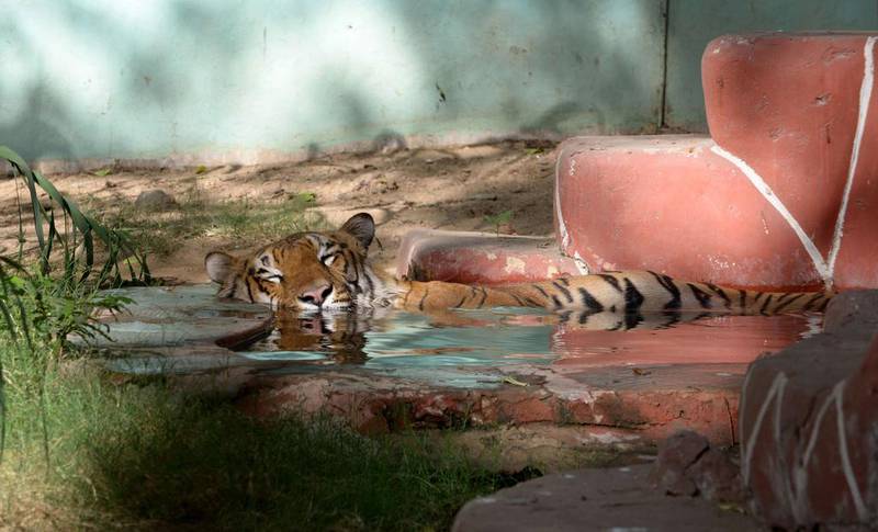 Ten year-old Royal Bengal Tiger "Pratap" cools off in a pool inside his enclosure at The Kamla Nehru Zoological Garden in Ahmedabad.  Sam Panthaky / AFP