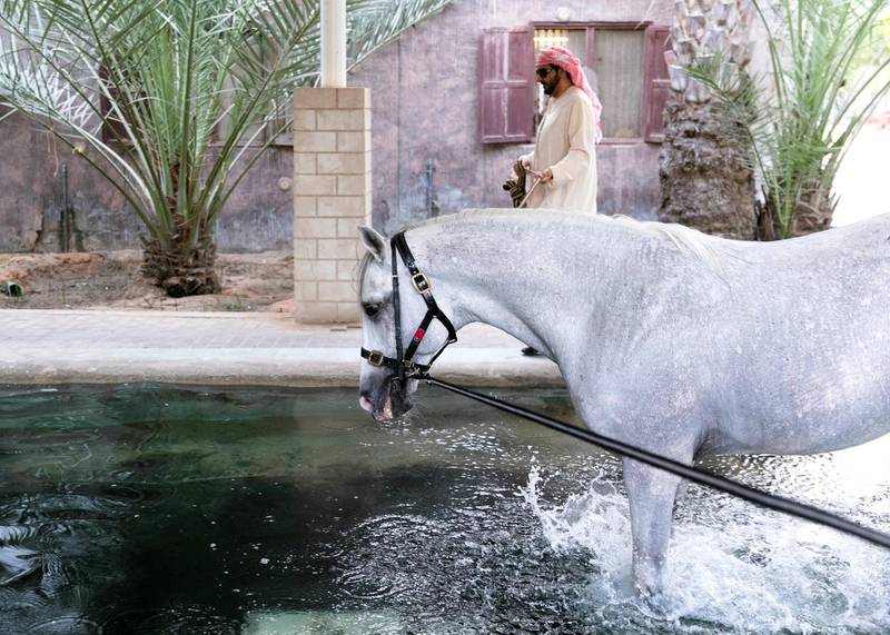 DUBAI, UNITED ARAB EMIRATES. 17 OCTOBER 2019. Horse owner and breeder, Khalid Khalifa Al Naboodah with the stallion Af Maquam Alezz, in Al Awir stables. The horses in Al Awir are taken for a swim twice a day. (Photo: Reem Mohammed/The National)Reporter:Section:
