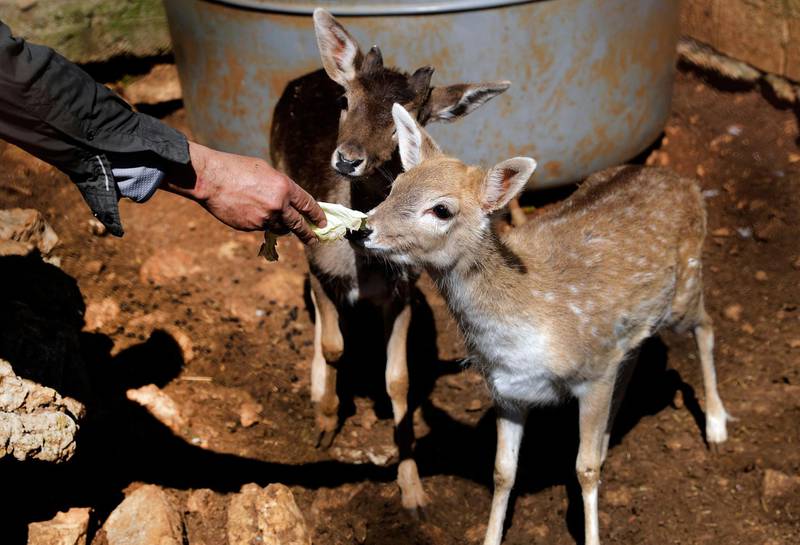 Dr Mounir AbiSaiid feeds two deer fawns at the Animal Encounter centre. Much of the conservation centre's work involves caring for injured, orphaned or trapped wild animals. AFP
