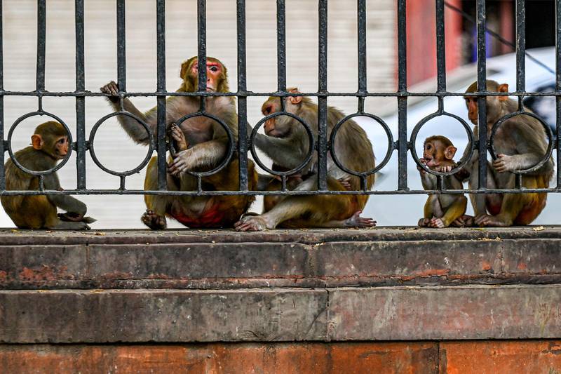 Monkeys laze around on a summer day in New Delhi. AFP