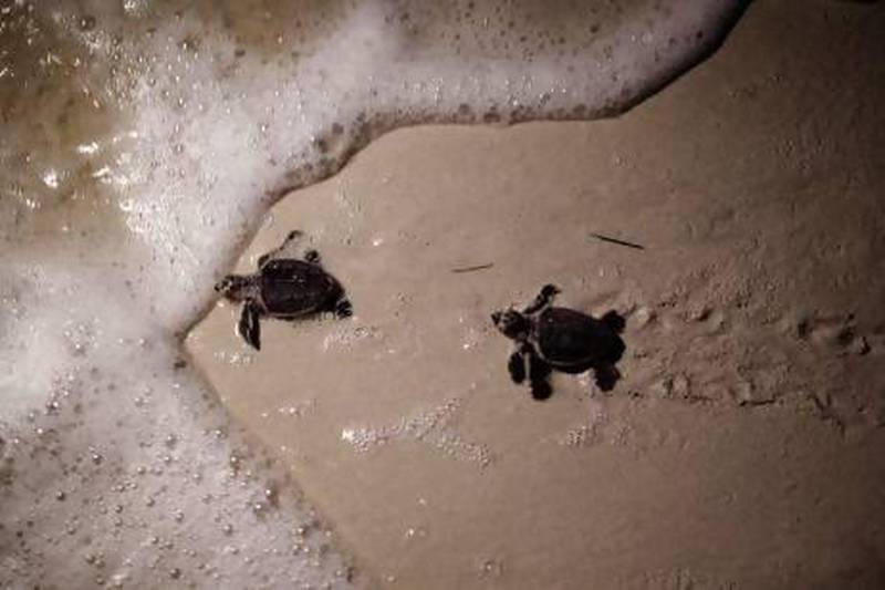 Baby hawksbill sea turtles crawl across the sand to the sea after emerging from their nest at the top of the beach. Galen Clarke/The National