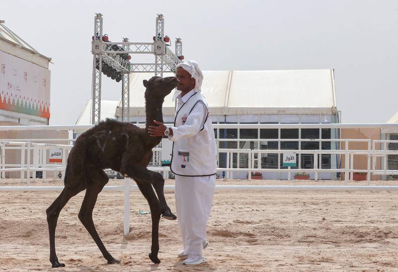 Qatar has allowed camels from across the region to enter, drawing breeders from Kuwait, Saudi Arabia and the UAE with millions of dollars in prizes at stake.