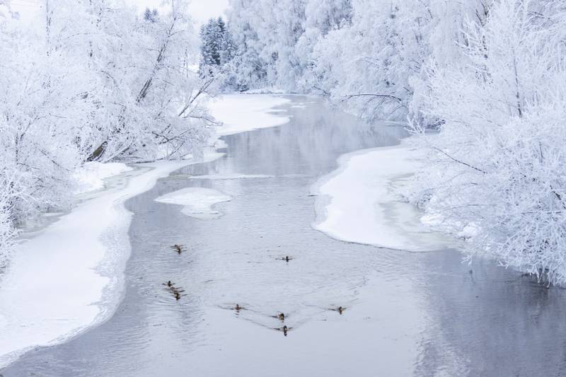Ducks swim in a river, surrounded by ice and snow-covered trees, in Nittedal, north of Oslo, Norway. Reuters