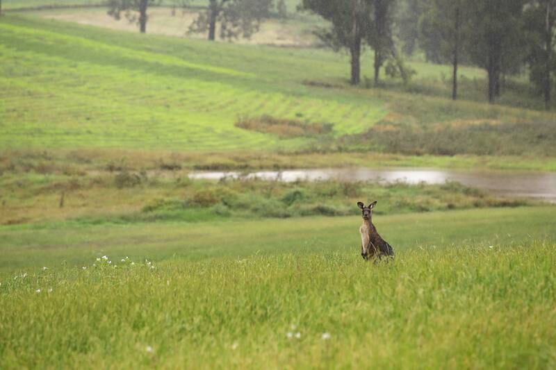 A kangaroo braves the rain in Sydney, Australia. Getty