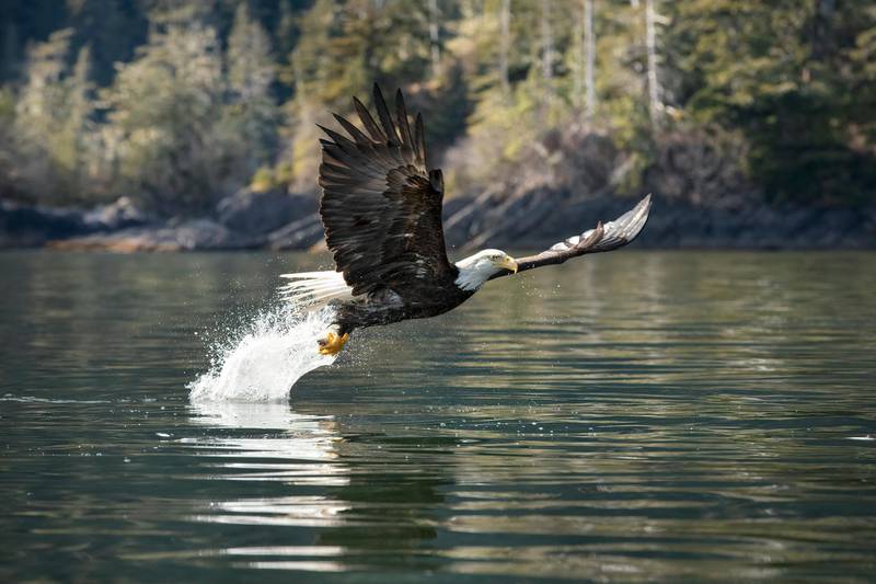 A bald eagle swoops to pluck a Pacific Herring from the sea. In spring herring move into shallower waters to spawn and hunters gather for the feast. Sitka, Alaska, USA