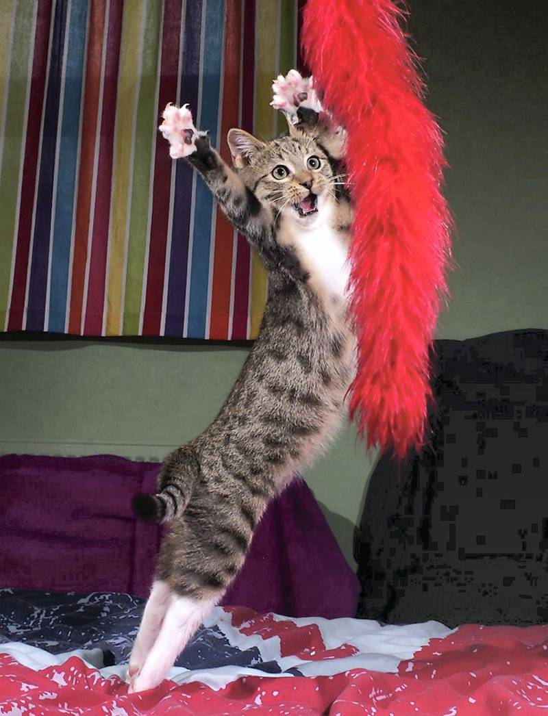 Highly Commended: 'The Dancing Kitten' by Iain McConnell.