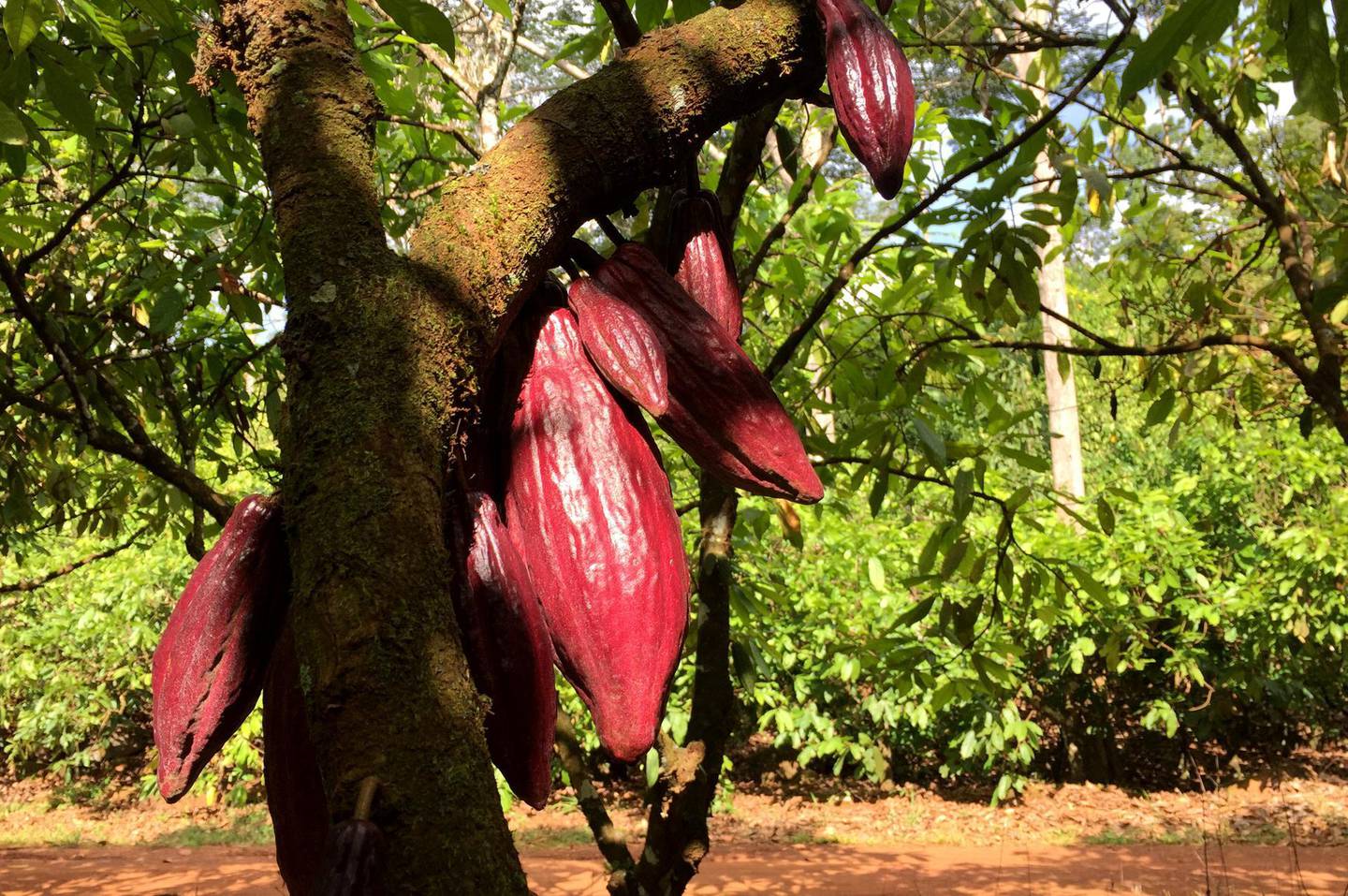 A cocoa tree bearing fruit is seen in a plantation in a farm in Medicilandia, Para state, Brazil, March 19, 2018. Picture taken March 19, 2018. REUTERS/Marcelo Texeira