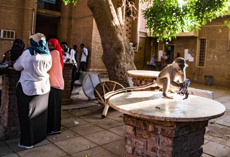 Any potential source of food is quickly pounced upon by the university's resident primate troop. AFP