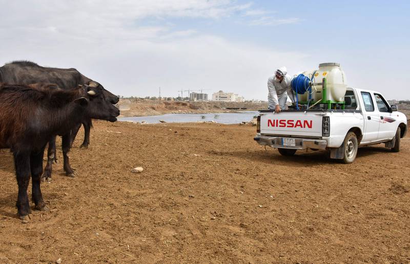 Veterinary workers spray cattle and enclosures with disinfectant at a farm in Kirkuk.
