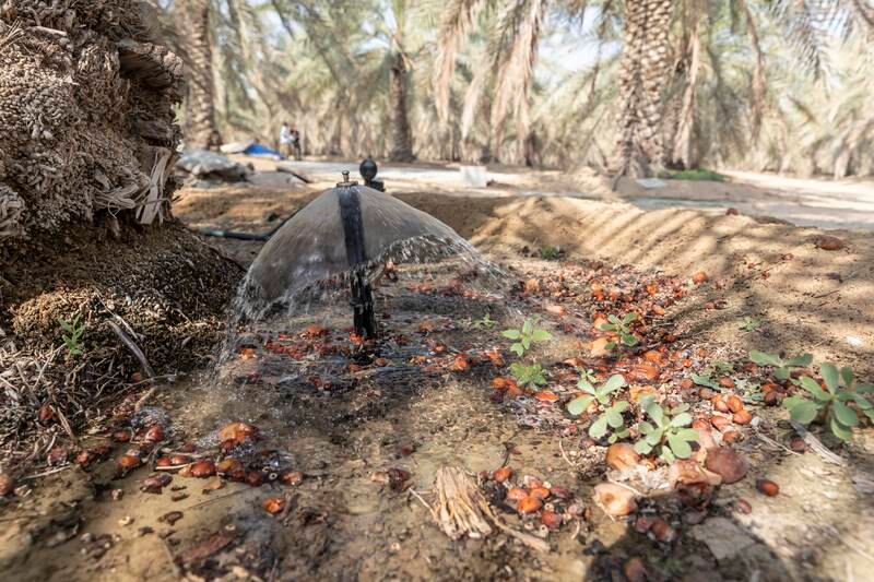 Terraplus is using underground technology to water palm trees, which it says could save up to about a trillion litres of water each year in the UAE if widely adopted. Antonie Robertson / The National