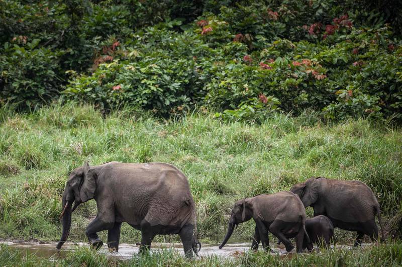 (FILES) In this file photo taken on May 20, 2019 Forest elephants are seen at Langoue Bai in the Ivindo national park, near Makokou. Russia's defence ministry has donated weapons to Gabon to help the central African nation battle poachers and protect elephants.
The ministry did not specify how many weapons were provided, saying only in a statement issued overnight between November 28 and 29, 2019, that the delivery consisted of "firearms aimed at helping the government in its fight against poaching and the protection of national parks.
 / AFP / Amaury HAUCHARD
