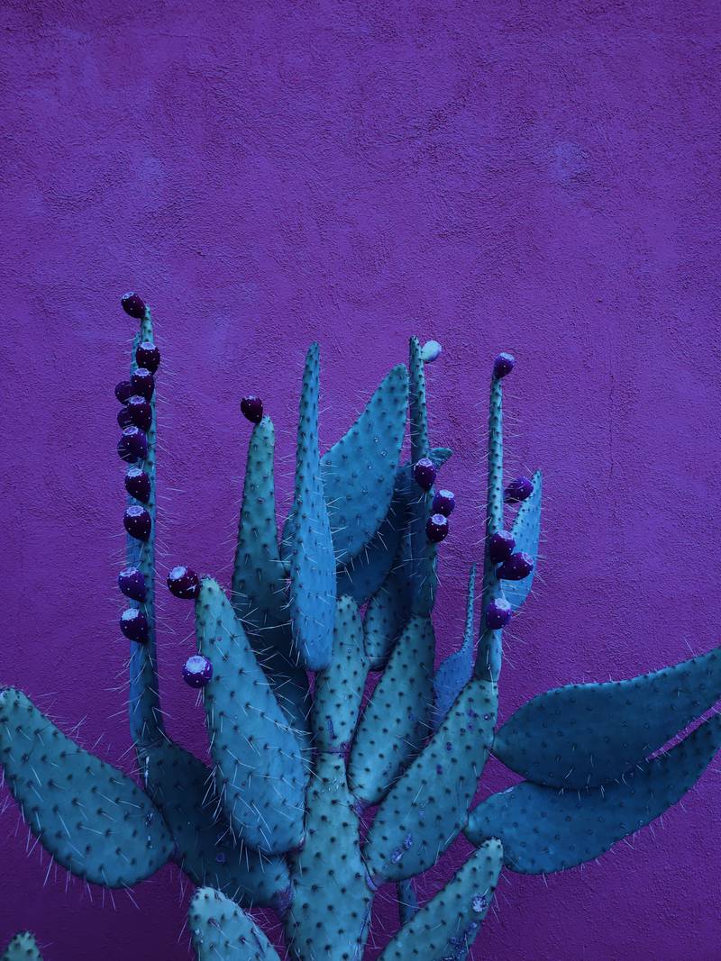 Nature, Second Place, 'Midnight Succulent', shot by Charlotte Mason Mottram in Arizona, UK, on iPhone 7 Plus. Photo: Charlotte Mason Mottram / IPPAWARDS