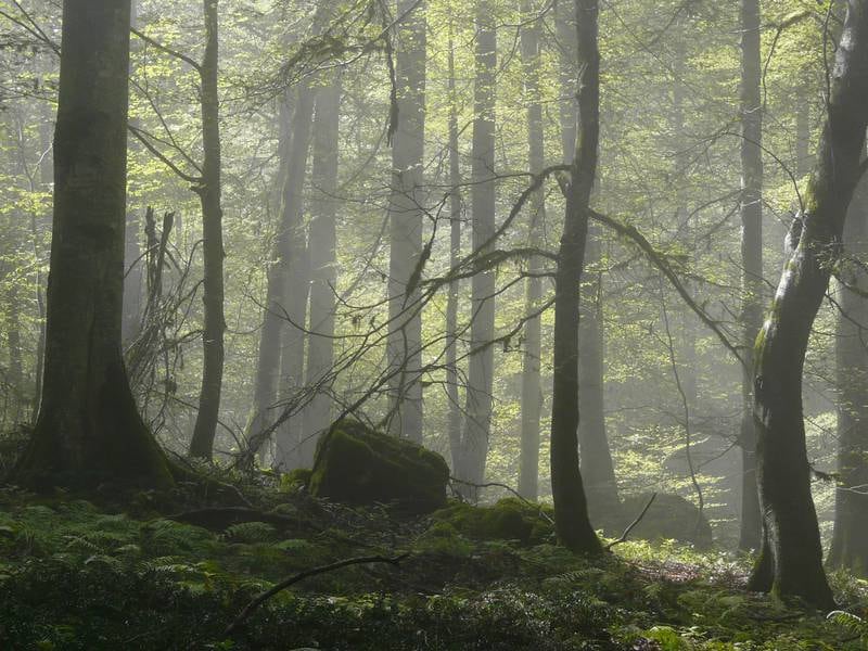 Beech Forest, Mazandaran. Photo: Fariba Babaei